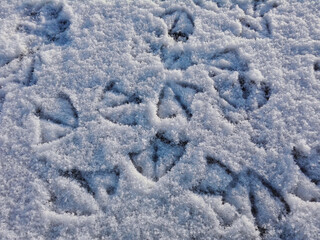 Bird Footprint on snow ground