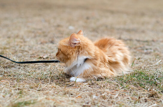 red cat on a leash outdoors