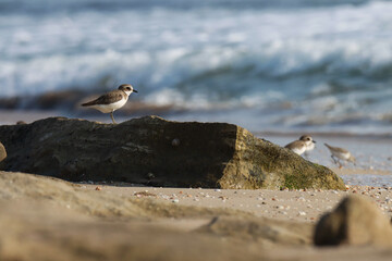 The lesser sand plover is a small wader in the plover family of birds. Lesser sand plover bird on rock. Charadrius mongolus.
