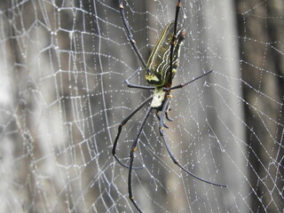 spider on a web
