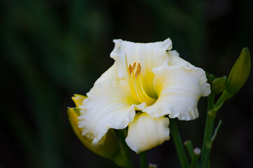 Fototapeta na wymiar Yellow-Creamy Daylilies flower at a botanical garden.