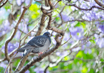Pigeon bird on Jacarandas tree in spring season at Sydney, Australia.