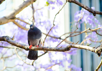 Pigeon bird on Jacarandas tree in spring season at Sydney, Australia.