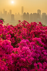 The Shenzhen cityscape in a foggy morning. The plant in foreground is Bougainvillea, which is city flower for Shenzhen.