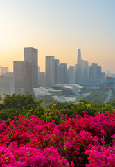 The Shenzhen cityscape in a foggy morning. The plant in foreground is Bougainvillea, which is city flower for Shenzhen.