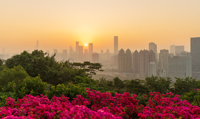 The Shenzhen cityscape in a foggy morning. The plant in foreground is Bougainvillea, which is city...
