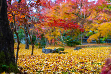 永観堂　イチョウの絨毯