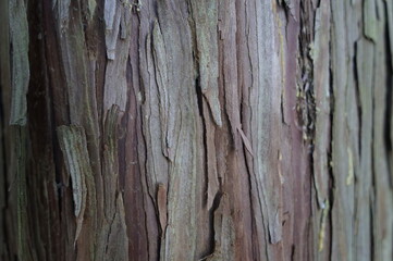 木の幹