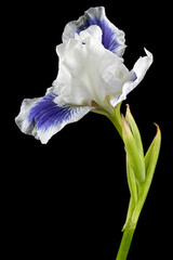 Fototapeta na wymiar Blue white striped flower of iris, isolated on black background