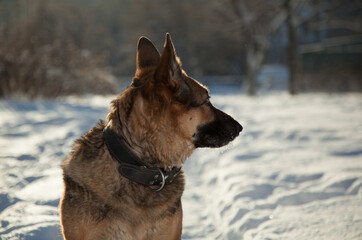 Dog and snow, Dog walk on a frosty winter morning. The German Shepherd loves to play in the fluffy snow.