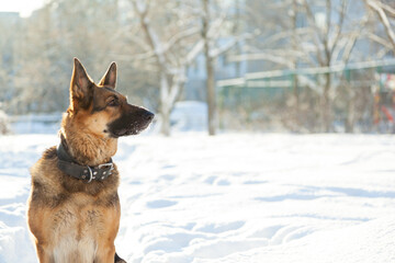 Dog and snow, Dog walk on a frosty winter morning. The German Shepherd loves to play in the fluffy snow.