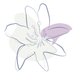 Lily flower contour line drawing isolated vector icon