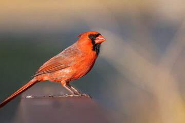 Close up shot of Male Cardinal bird perched on the log