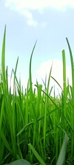 green grass and blue sky