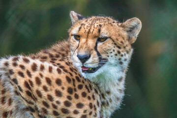 Cheetah
