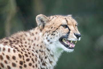 Cheetah - showing the teeth