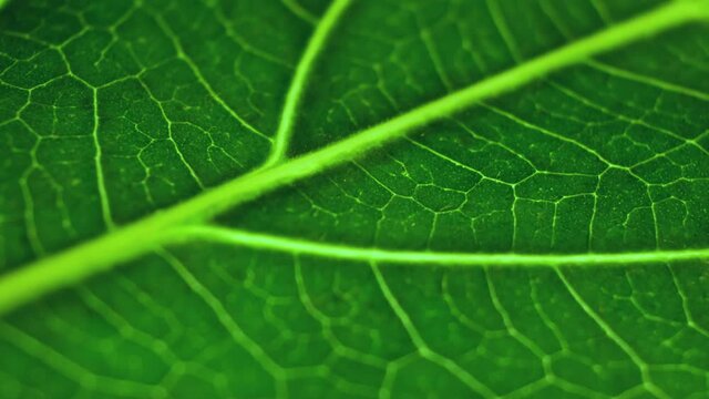 Cell Structure Zoom in View of Leaf Surface. Leaf in Macro Shot Background. Bright Green Leave of Plant or Tree. Detailed Texture and Pattern. Shine green background of fresh leave in awesome bokeh