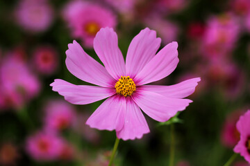 Fototapeta premium nature photos of cosmos flowers in the garden