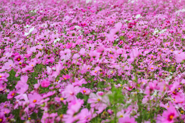 Obraz premium blurred background, cosmos flowers in the garden