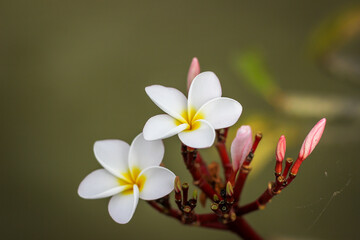 white frangipani flowers with bokeh background