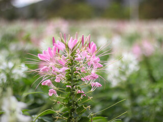 nature pink flowers are beautiful, the name is known spiny spider flower,nature background concept