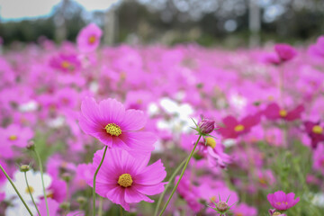 Obraz premium nature photos of cosmos flowers in the garden