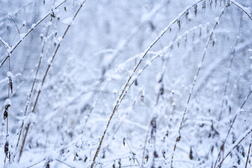 Forest trees nature snow forest backgrounds.