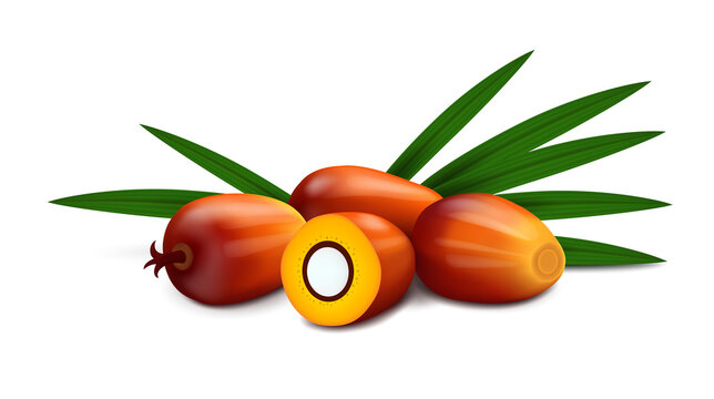 A group of four oil palm fruits (whole and cut in half) with leaves isolated on white background. Realistic vector illustration. Side view.