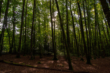 Fototapeta na wymiar Une forêt sombre