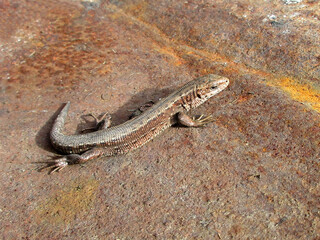 The Ural lizard with a pensive look enjoys the autumn warmth on a rusty sheet of iron heated by the sun