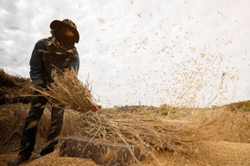 farmer threshing rice with manual harvest rice