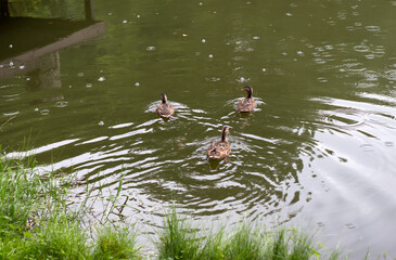 three ducks swim on the river