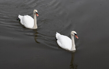 a pair of white swans are swimming one after another