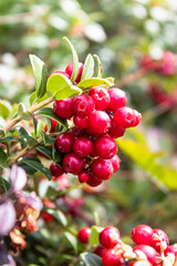 Close-up to ripe lingonberries in forest