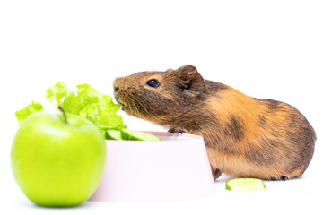 the guinea pig with food apple cucumber a red pepper on white background
