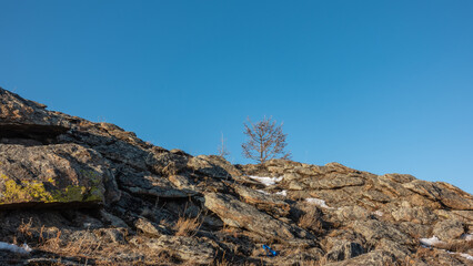 Cracks, yellow lichens, and patches of snow are visible on the rocky hillside. A lonely bare tree against a clear blue sky. Siberia.