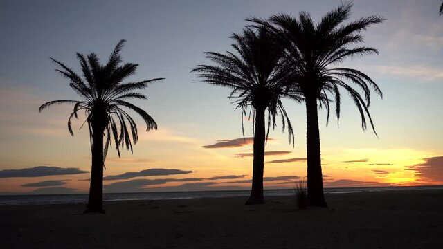Sunset or sunrise in a beach with palms.