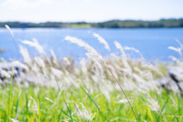 Obraz premium 風に揺れるチガヤ