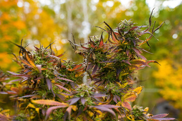 Outdoor Cannabis Plants In Fall Time