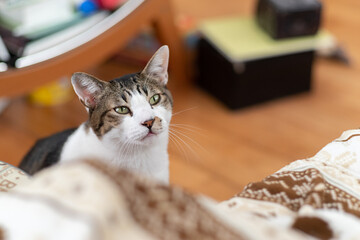 見つめる猫　キジトラ猫