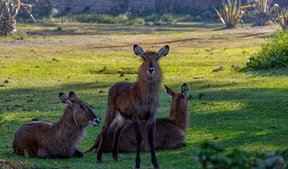 Young deer lie on the grass. One deer stands and looks at the photographer