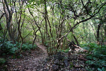 a dense forest with old trees and vines