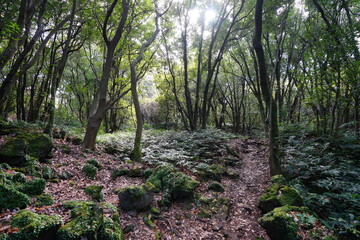 Obraz premium a beautiful autumn forest with mossy rocks and old trees