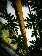 Fototapeta premium pine branches