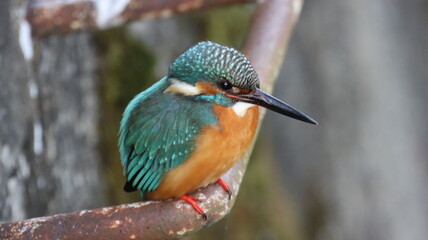 川辺で餌を探しているカワセミの写真