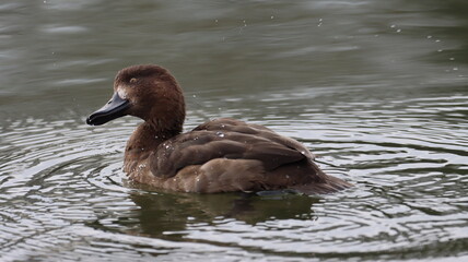 水面を泳ぐキンクロハジロの写真
