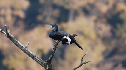 枝の上に載っているカワウの写真