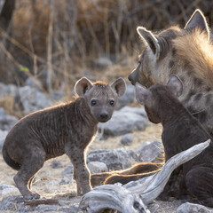 Zwei noch tolpatschige Jungtiere neben dem Kopf der Tüpfelhyänen Mutter