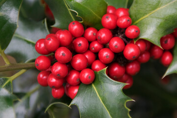 Stechpalme, Hülse (Ilex aquifolium), mit Beeren