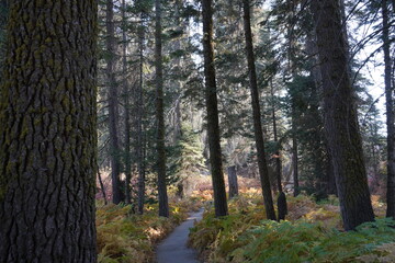 カリフォルニア州　セコイア国立公園　景色